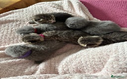 British Shorthair cats for sale: 6 Gorgeous British Shorthairs for sale  - Image 4