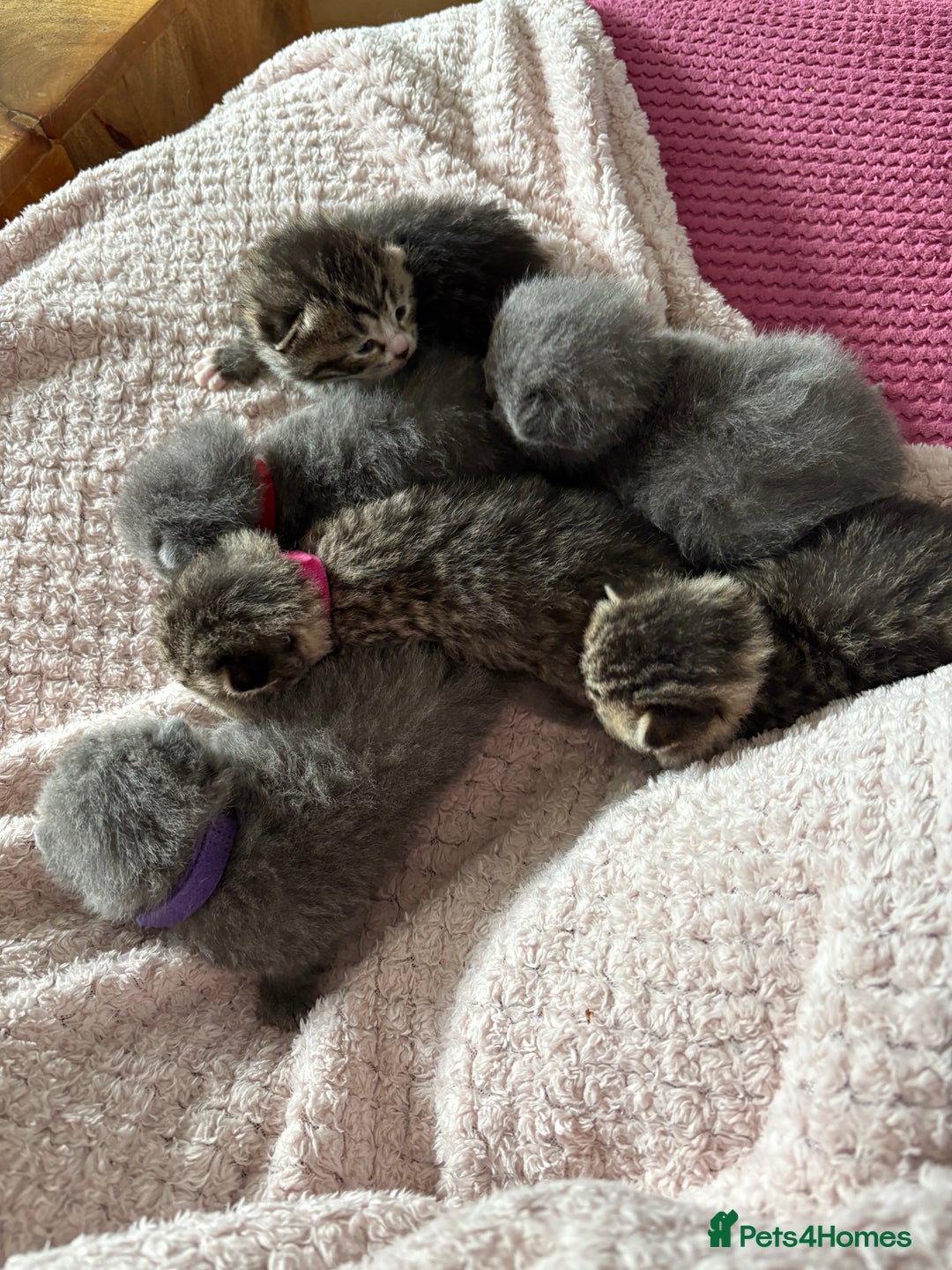 British Shorthair cats for sale: 6 Gorgeous British Shorthairs for sale  - Image 4