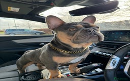 French Bulldog dogs for stud: French bulldog male for stud - Image 6