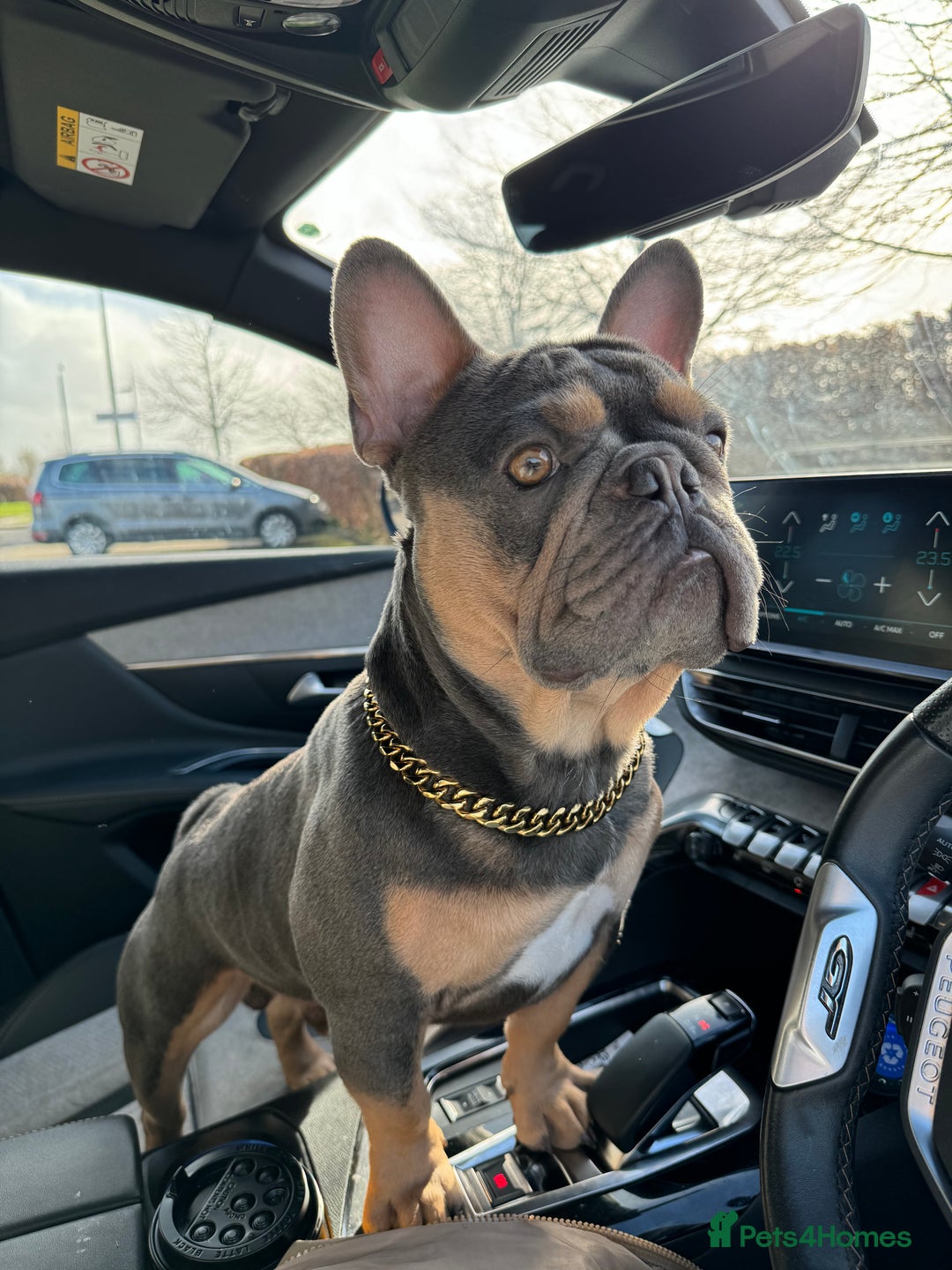 French Bulldog dogs for stud: French bulldog male for stud - Image 6