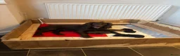 Sprocker dogs for sale: Beautiful littler of sprocker puppies  in Derby - Advert 14