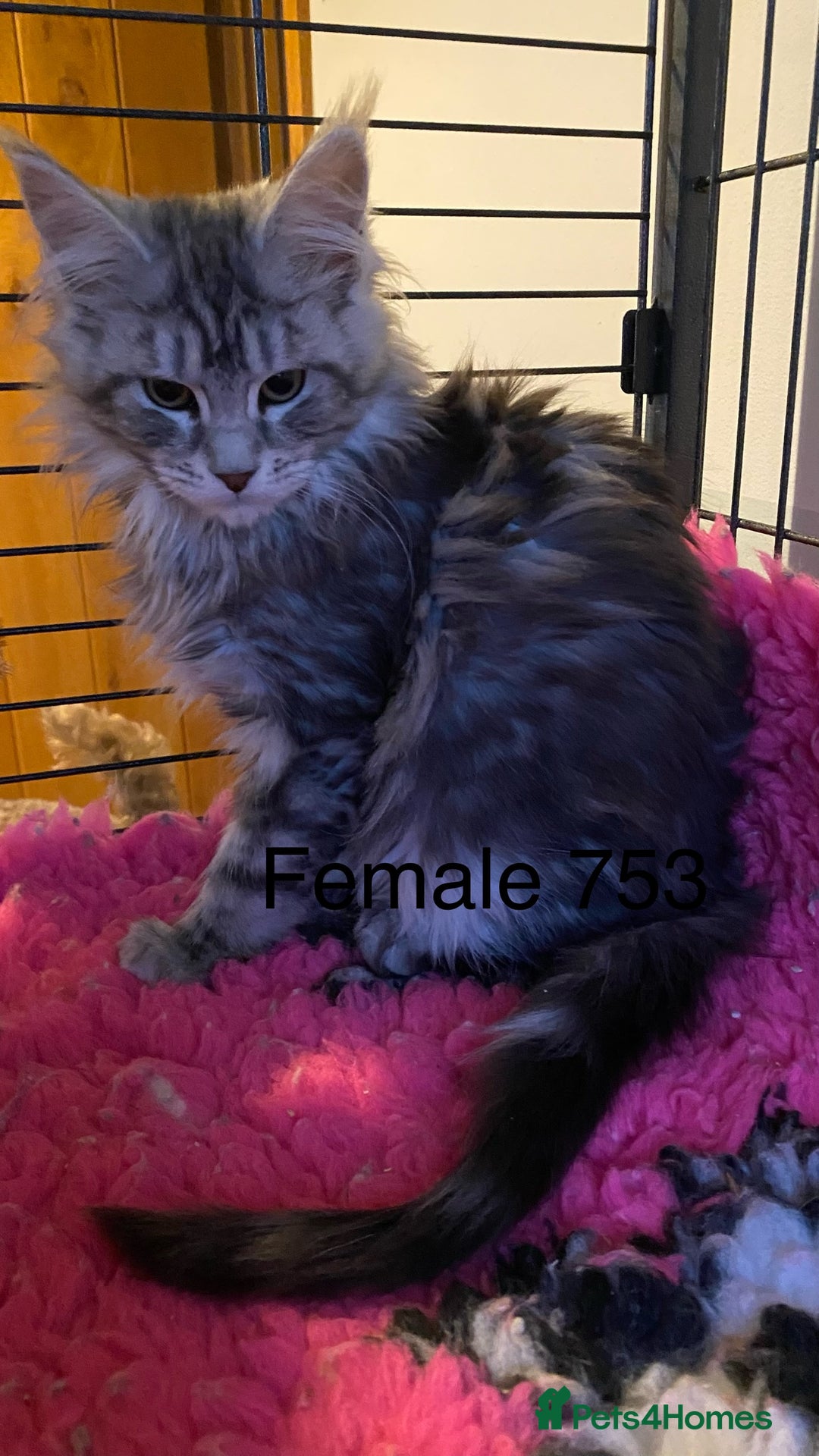 Maine Coon cats for sale: Pedigree Maine Coons - Advert 17