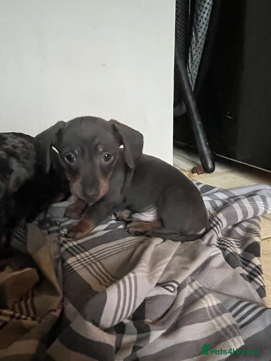 Miniature Dachshund dogs for sale: 💞Ready now Miniature dachshund 💞 - Advert 25