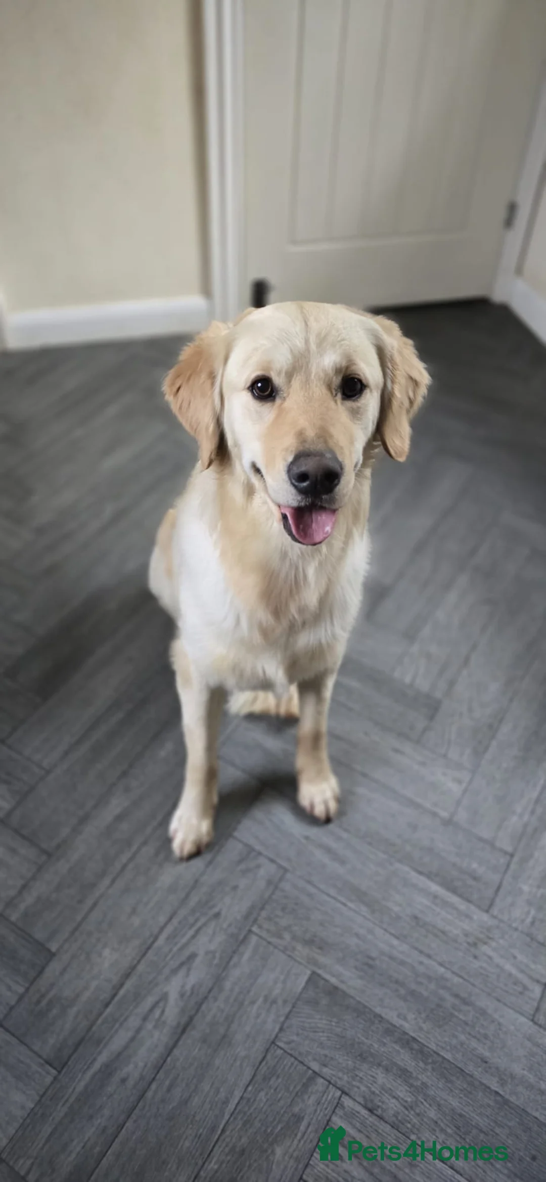 Golden Retriever dogs for sale: Meet 2 Yr old Arlo KC Registered Golden Retriever - Advert 1