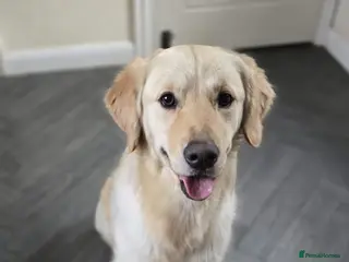 Golden Retriever dogs Meet 2 Yr old Arlo KC Registered Golden Retriever - Advert 1