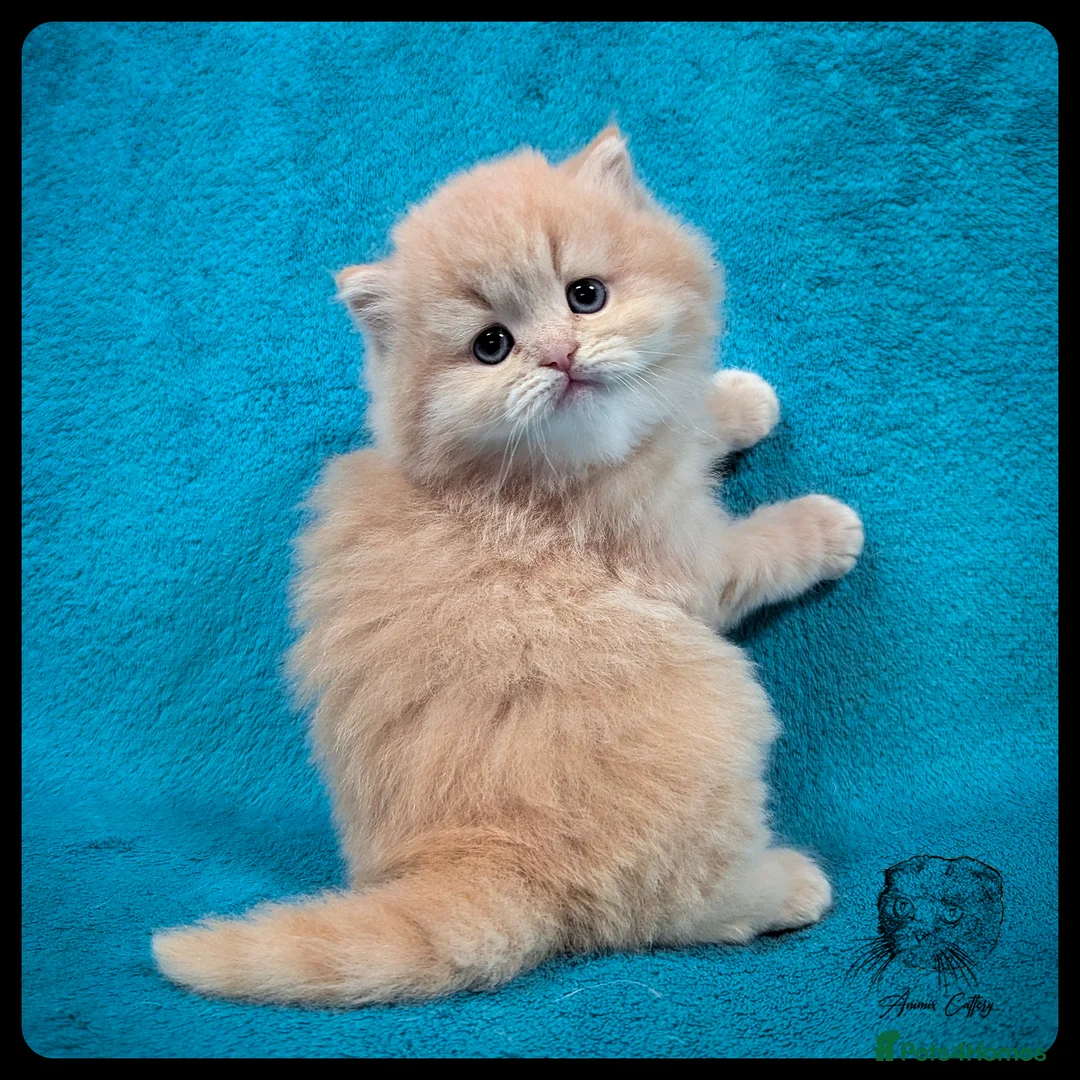 Scottish Fold cats for sale: TICA Registered Scottish kittens - Advert 4