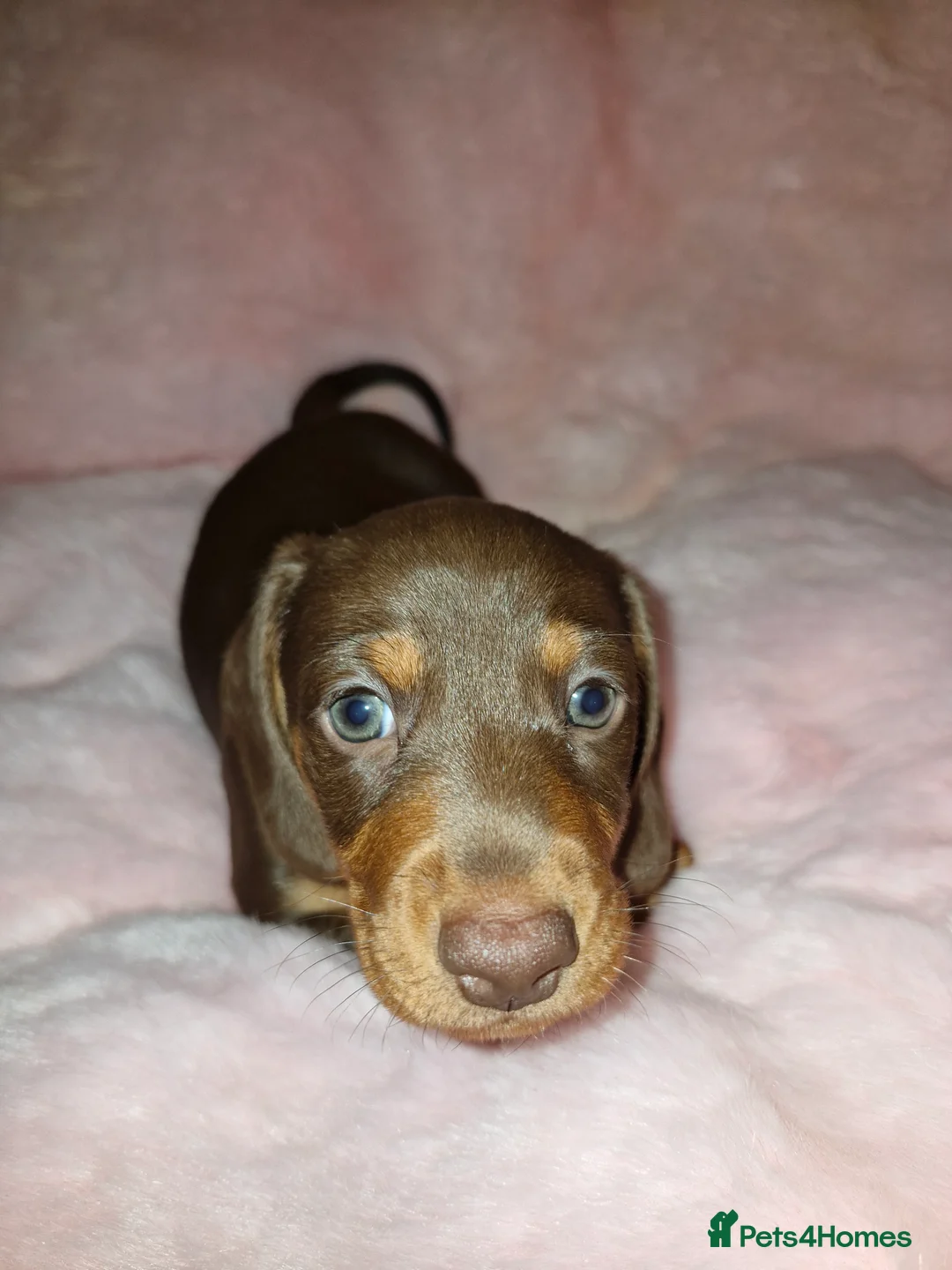 Dachshund dogs for sale: Miniature dashound  - Advert 6