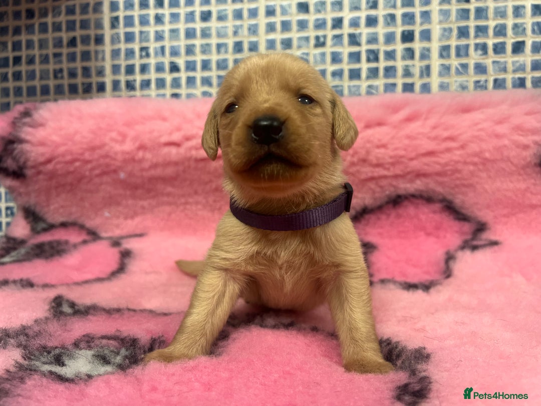 Labrador Retriever dogs for sale: 2 Labrador Retrievers girls left  - Advert 26