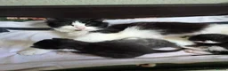 Mixed Breed cats for sale: Mixed Breed Kittens - Advert 4