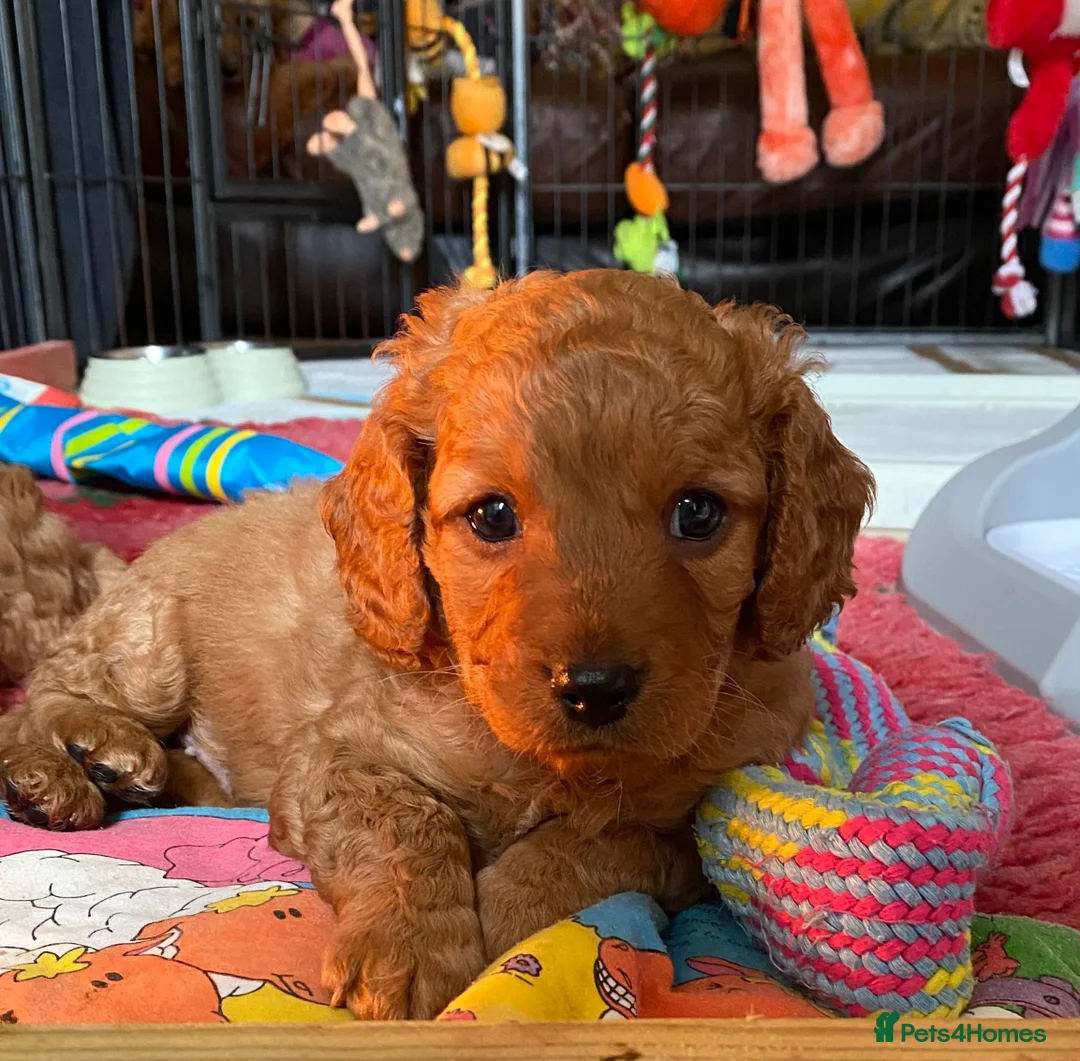 Mixed Breed dogs for sale: Beautiful Cavacockapoo puppies, only two left!  - Advert 9