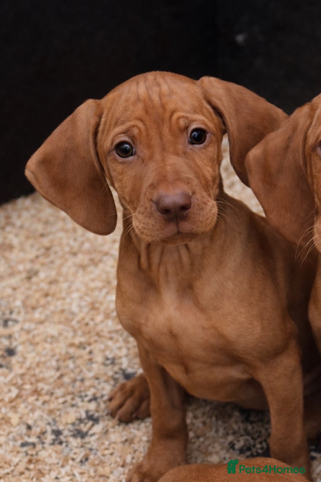 Hungarian Vizsla dogs for sale: Smooth Hungarian Vizslas  - Advert 3