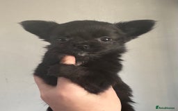 Chihuahua dogs for sale: Long coat Chihuahua puppies - Image 24