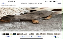 Dachshund dogs for sale: Miniature Dachshunds - Image 4
