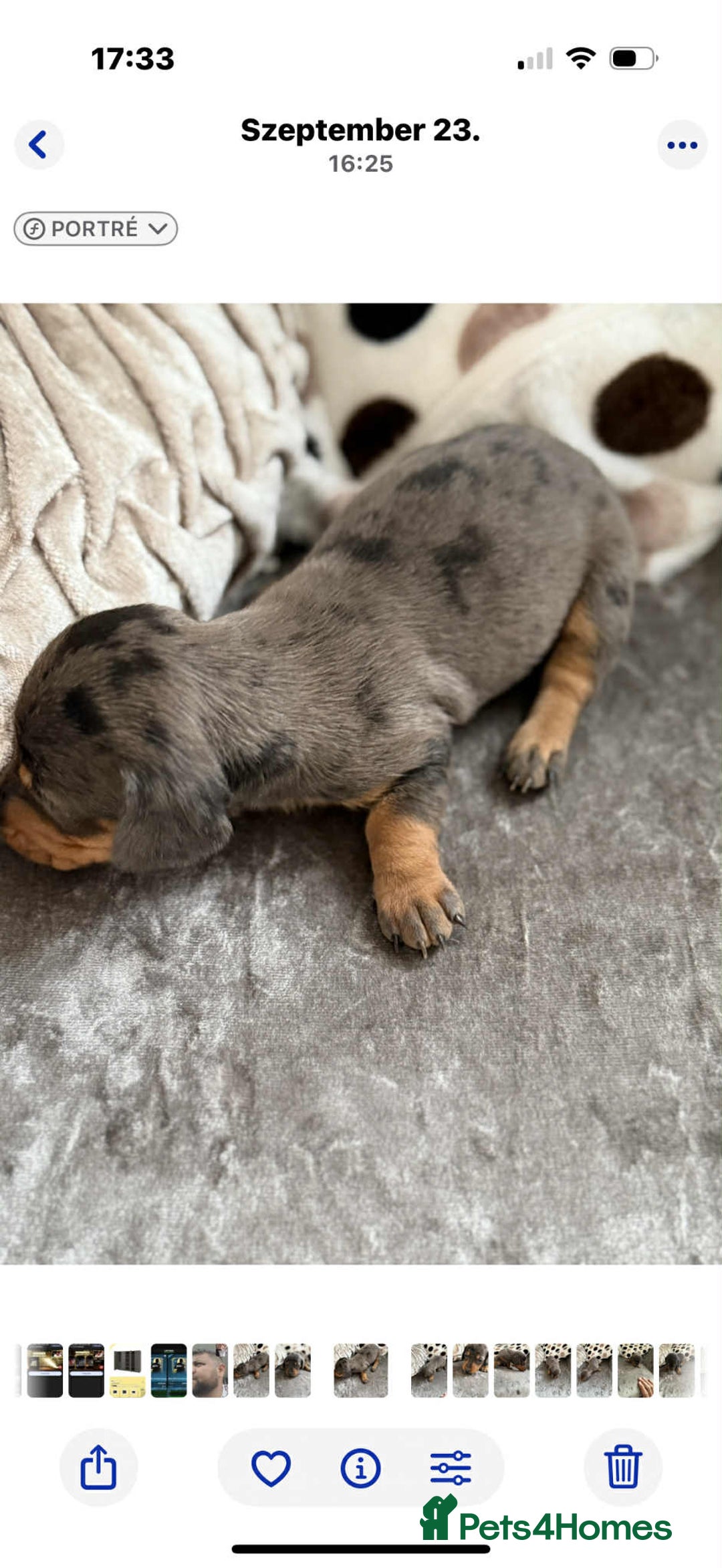 Dachshund dogs for sale: Miniature Dachshunds - Image 4