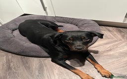Mixed Breed dogs for sale: 10 Beautiful Rottsky Puppies  - Image 6