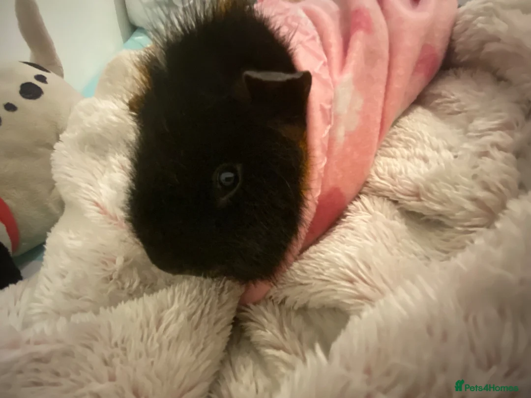 Guinea Pig rodents for sale: Two male guinea pigs in Peterborough - Advert 4