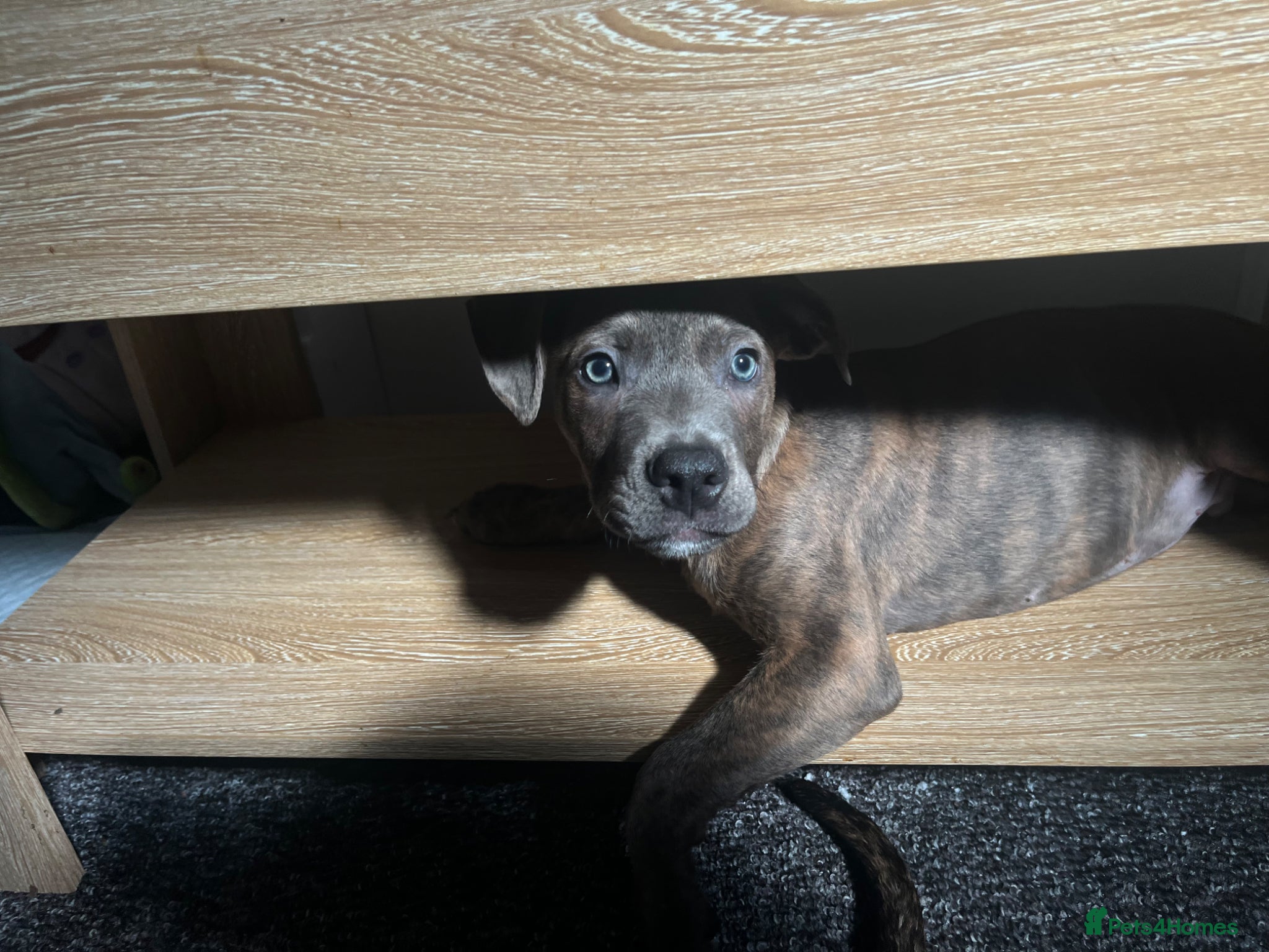 Mixed Breed dogs 2 mix breed beautiful boys. - Advert 1