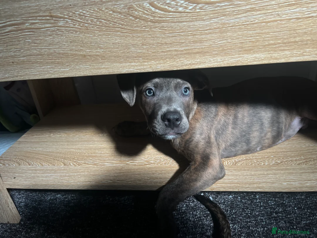 Mixed Breed dogs for sale: 2 mix breed beautiful boys. - Advert 1