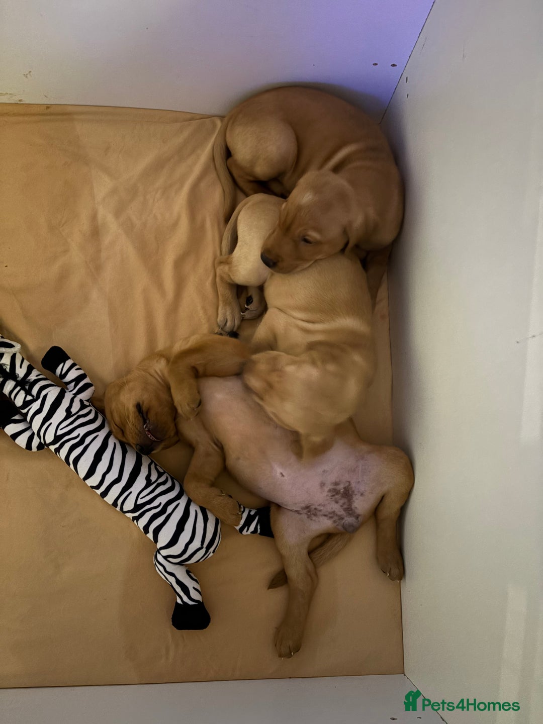 Labrador Retriever dogs for sale: 3x chunky Labradors for sale  - Advert 3