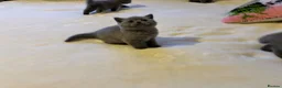 British Shorthair cats for sale: 🐾 Beautiful British Shorthair Kittens 🐾 in Huddersfield - Advert 16