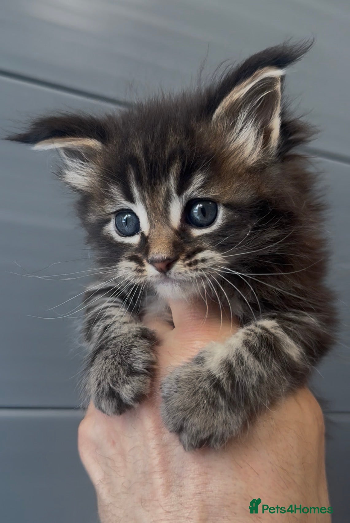 Maine Coon cats XL beautiful maine coon kittens  - Advert 12