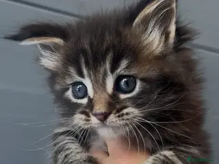 Maine Coon cats XL beautiful maine coon kittens - Advert 12