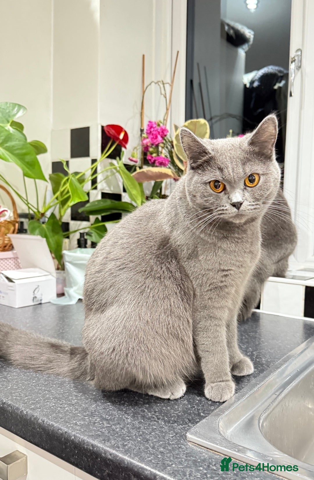 British Shorthair cats for sale: British shorthair  - Advert 1