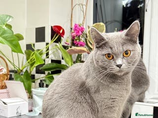 British Shorthair cats British shorthair - Advert 2