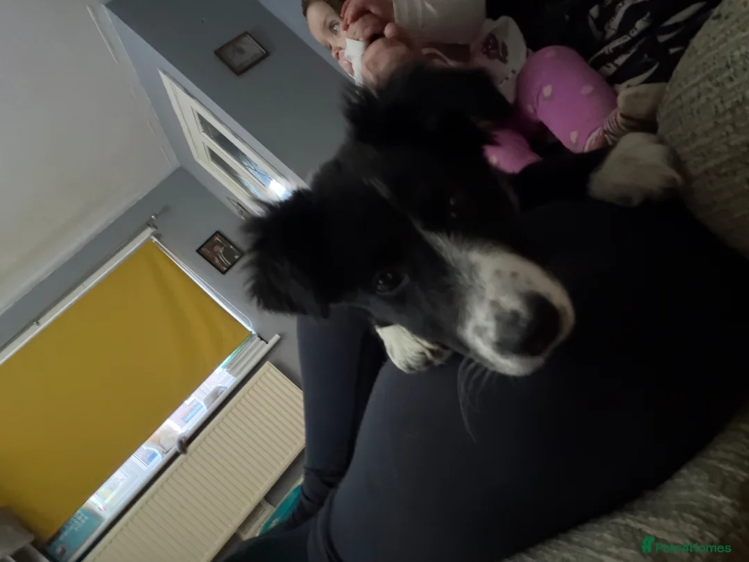 Border Collie dogs for sale: Border collie in Barrow-in-Furness - Advert 4