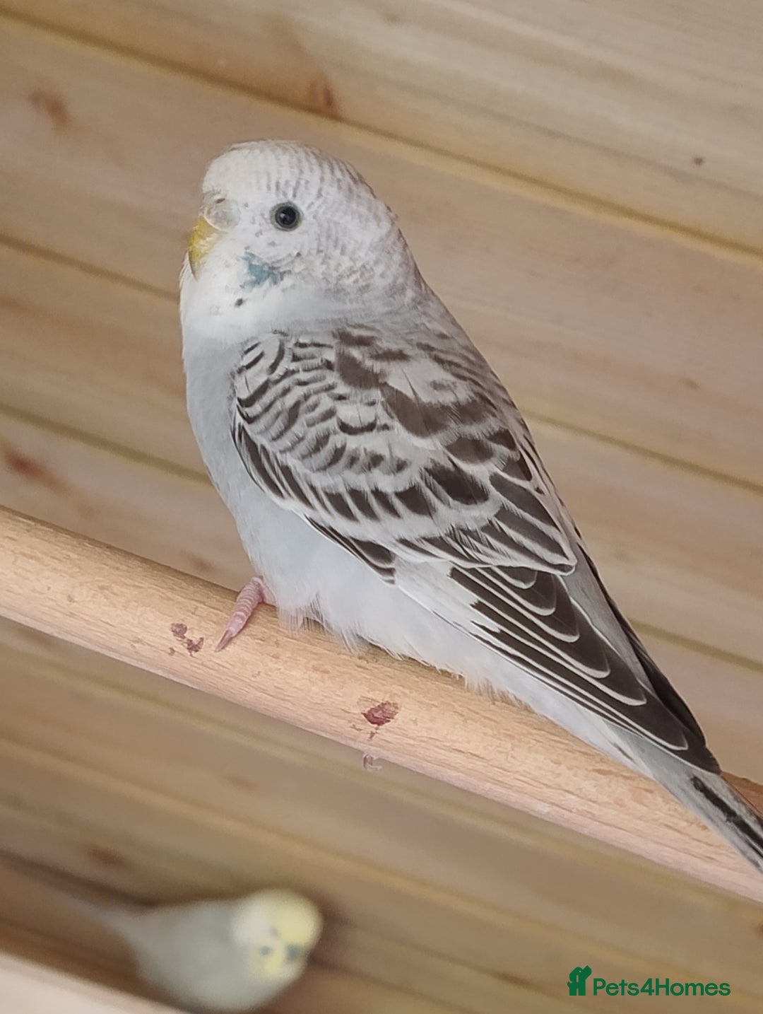 Budgerigars birds for sale: Young budgies, easily tamed - Image 3