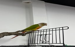 Conures birds for sale: Male conures and semi tame Alexandrine ring neck  - Image 1