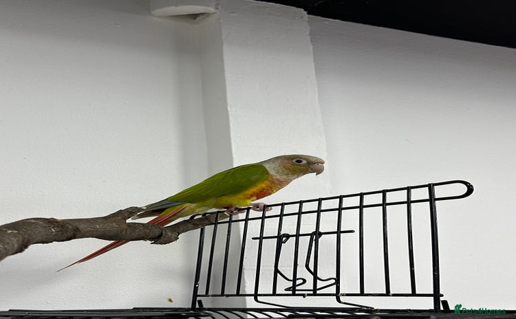 Conures birds - Advert 4