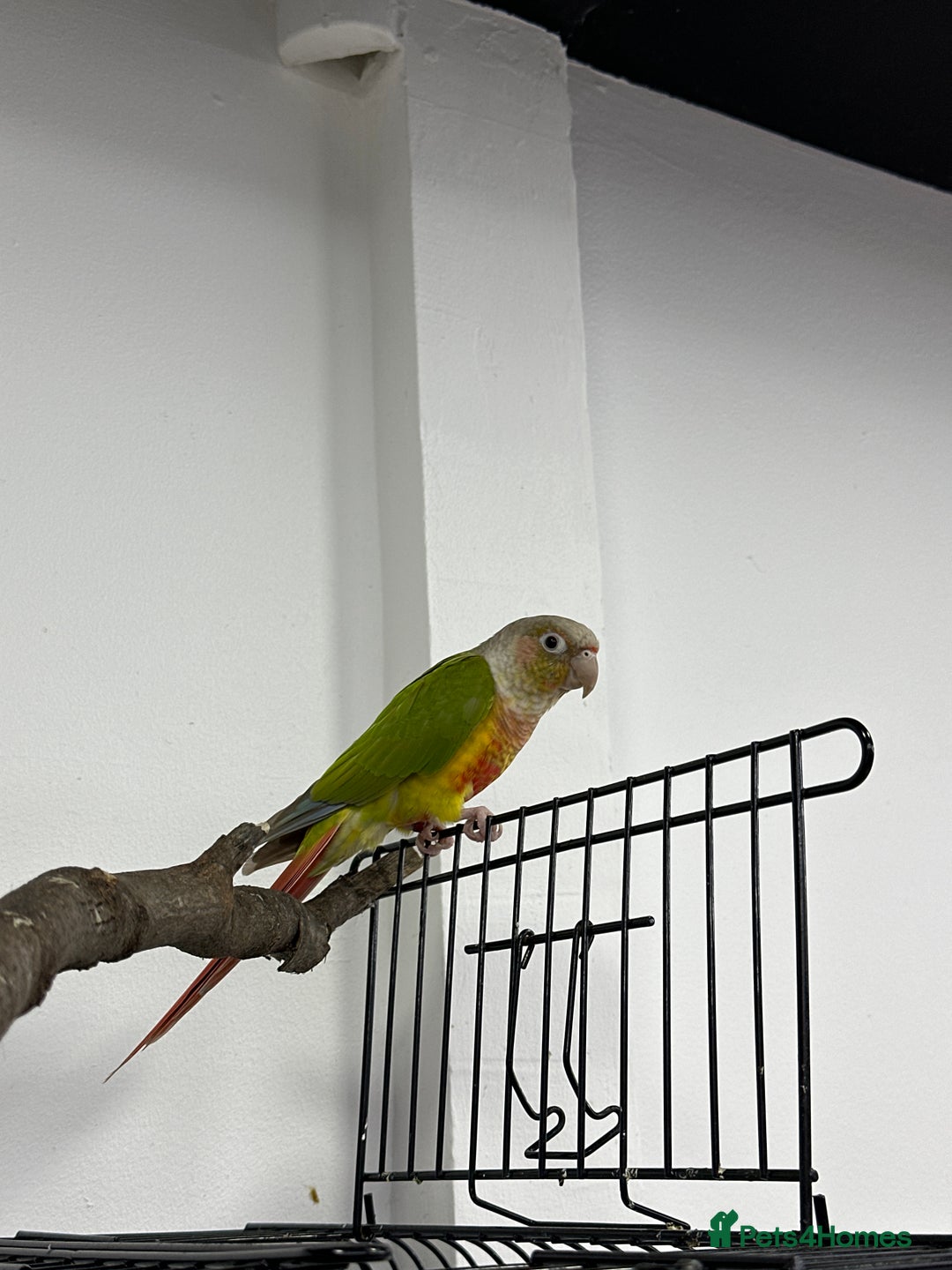 Conures birds for sale: Male conures and semi tame Alexandrine ring neck  - Image 1