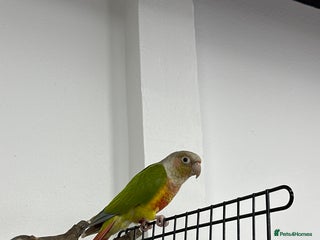 Conures birds - Advert 6