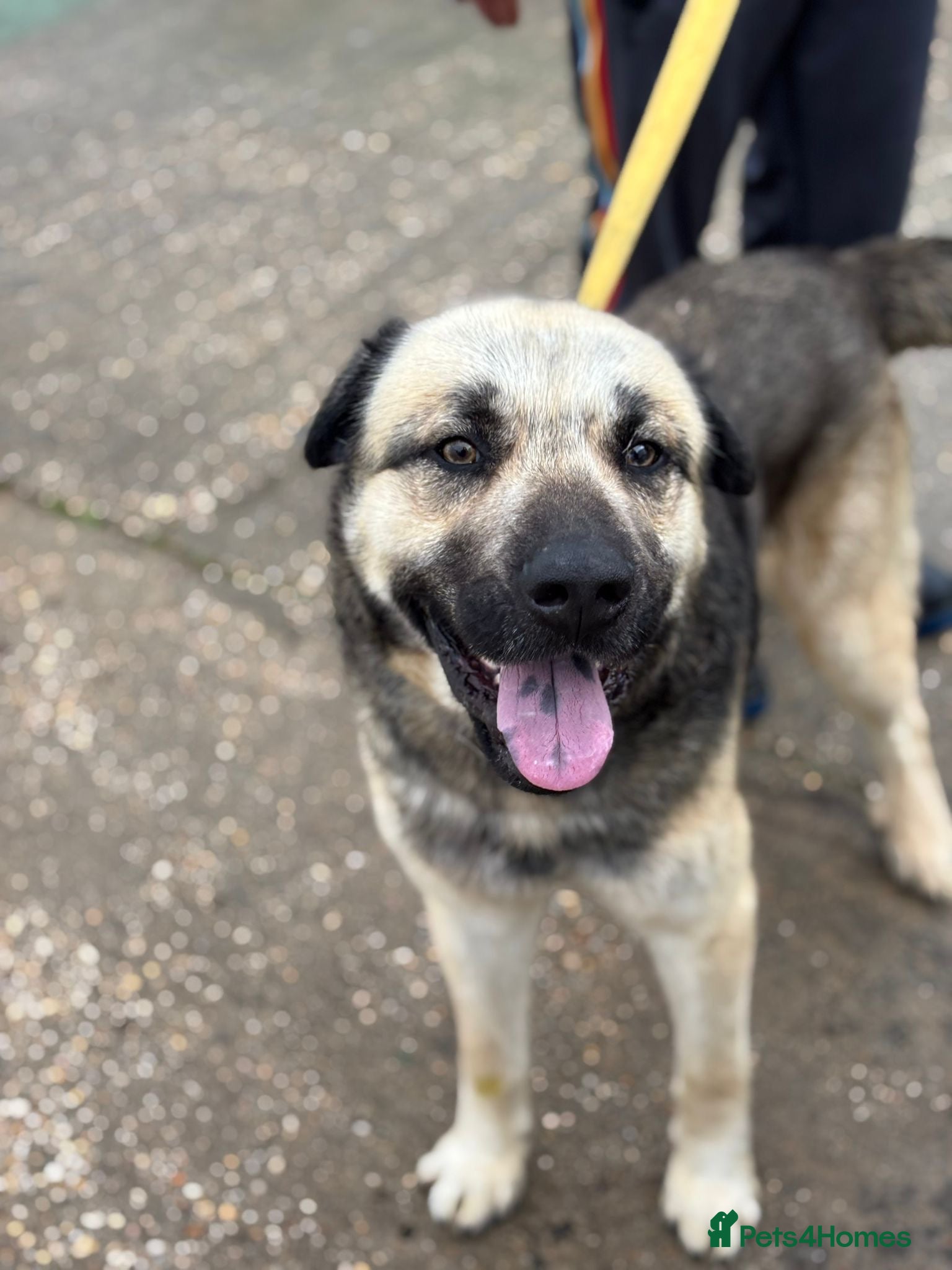 Mixed Breed dogs Titan❤️🐾 - Advert 1