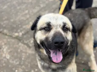 Mixed Breed dogs Titan❤️🐾 - Advert 1