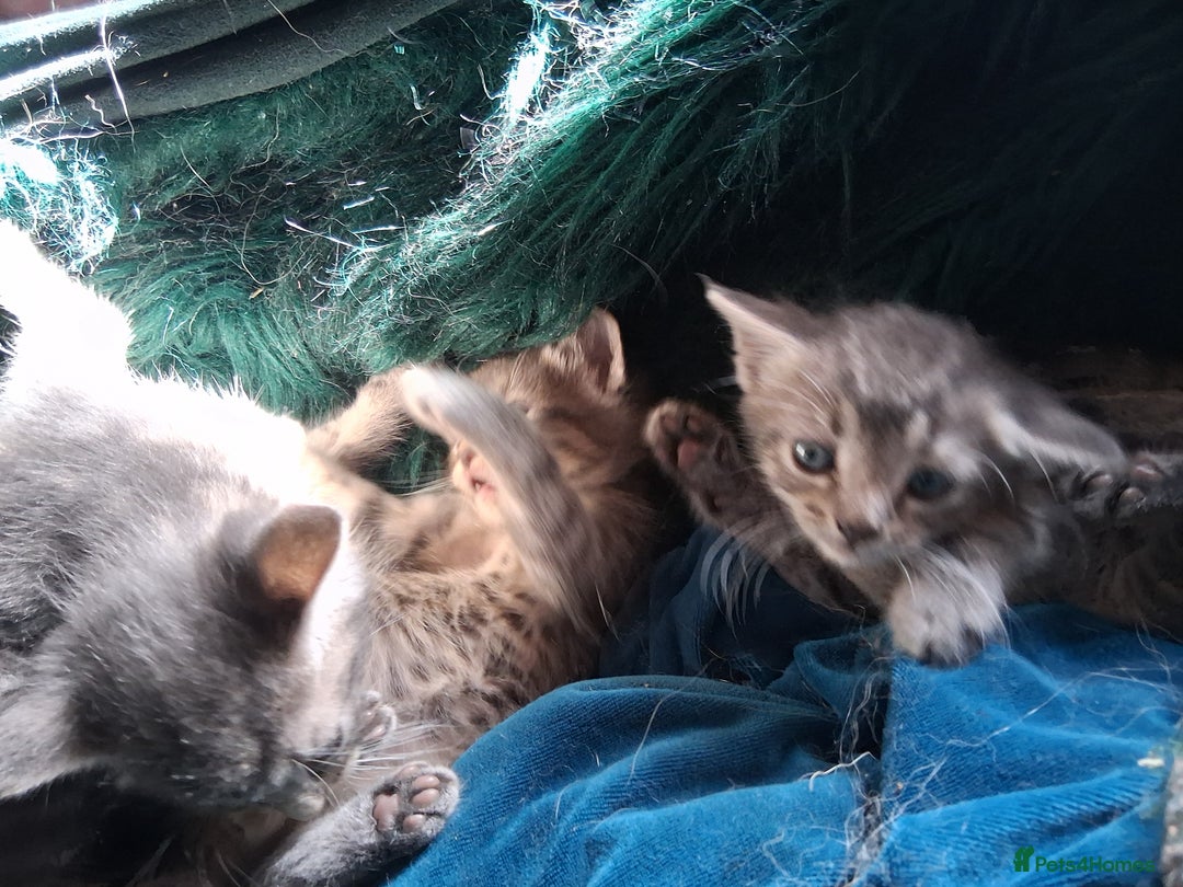 Mixed Breed cats for sale: Awesome Spotty Dotty Silver  Blue Bengal x Kittens - Image 3