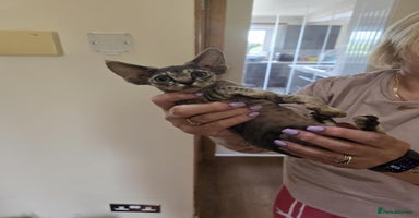Devon Rex cats - Advert 1