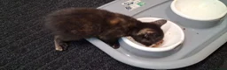 Mixed Breed cats for sale: Adorable playful kittens - Advert 3