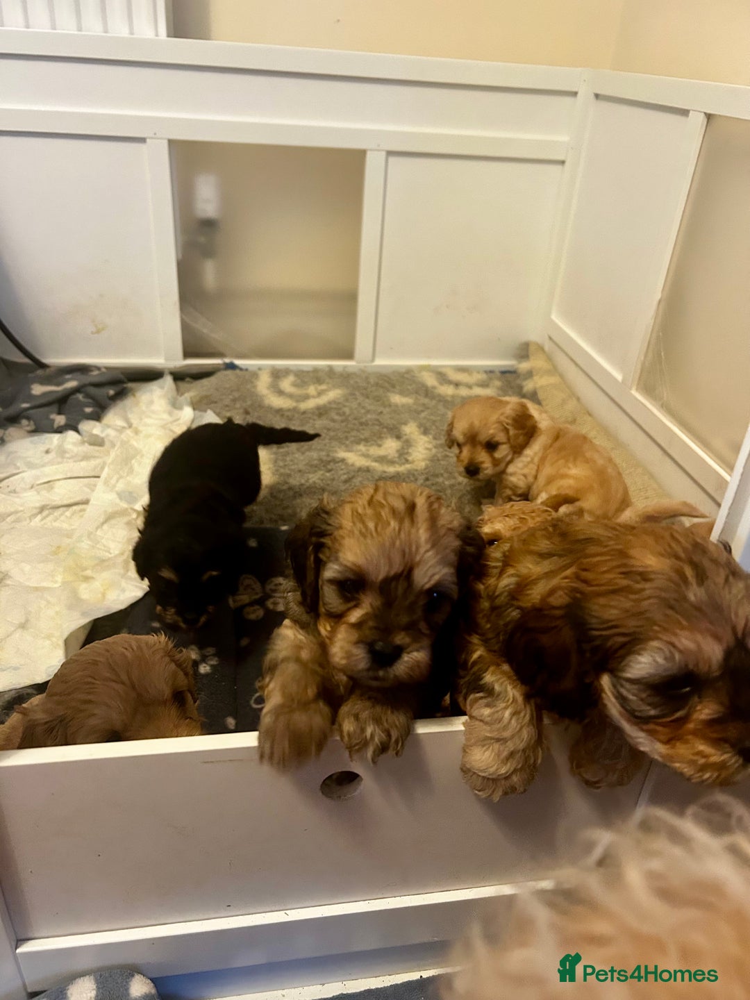 Cavapoochon dogs for sale: Cavapoochons 5 girls 2 boys - Advert 14