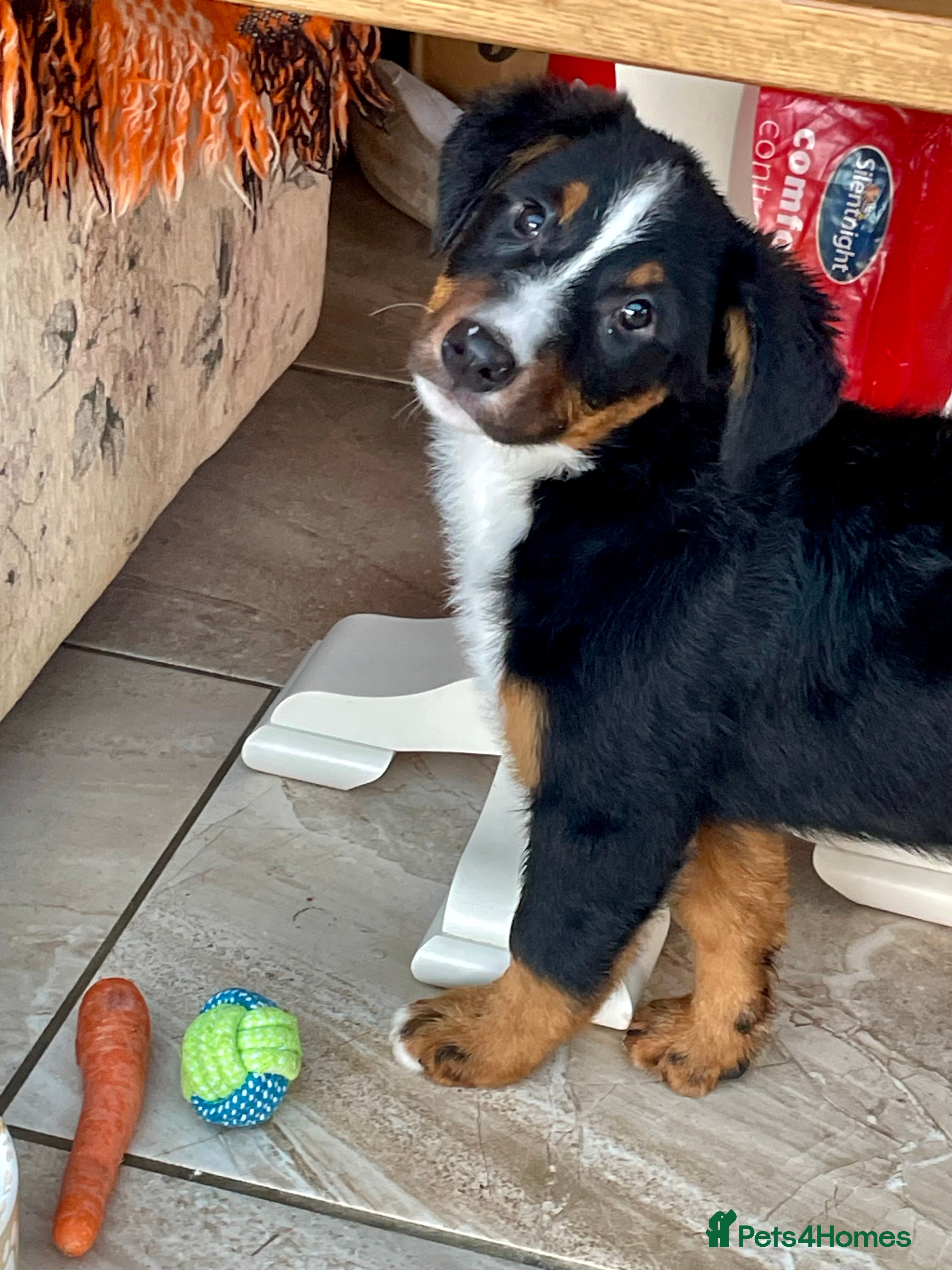 Bernese Mountain Dog dogs Boys and girls ready  - Advert 1