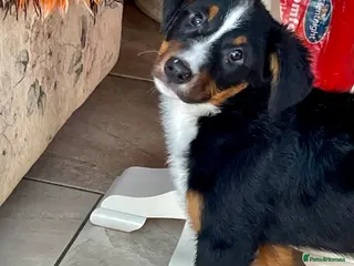 Bernese Mountain Dog dogs Boys and girls ready - Advert 1