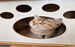 British Shorthair cats for sale:  Super friendly /lap Bsh kittens 2left😍 - Image 23