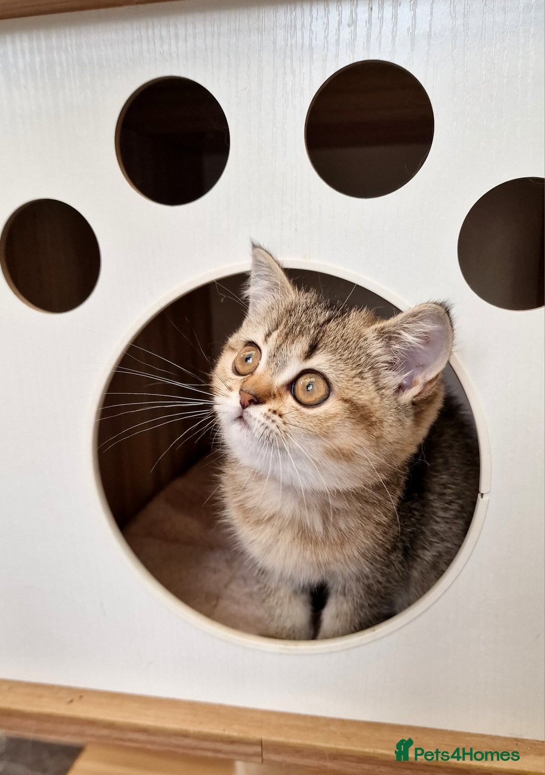 British Shorthair cats for sale:  Super friendly /lap Bsh kittens 2left😍 - Image 23