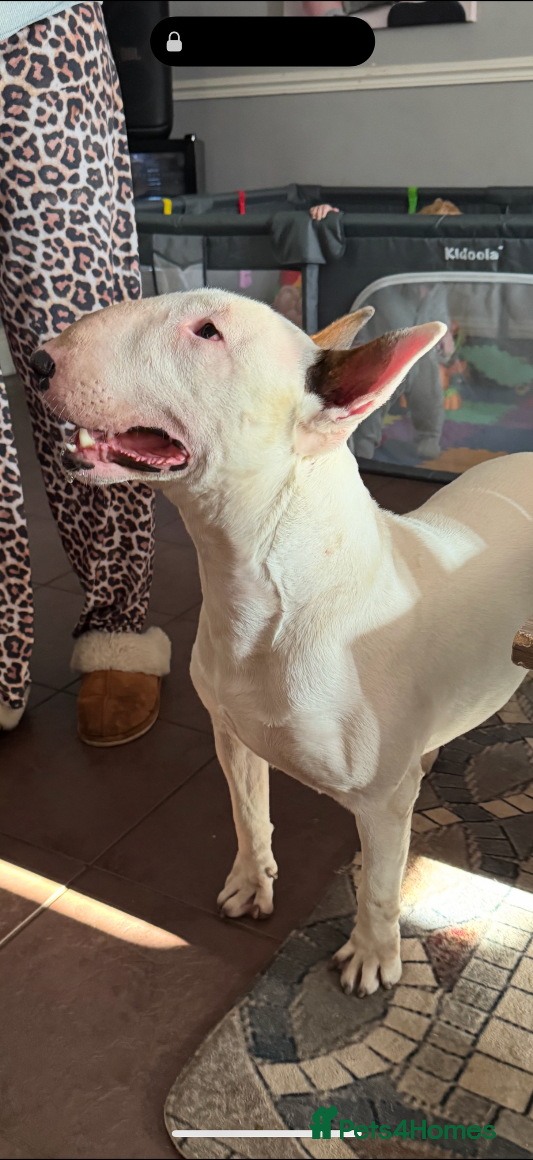 English Bull Terrier dogs for sale: English bull terriers 5 girls  - Advert 4