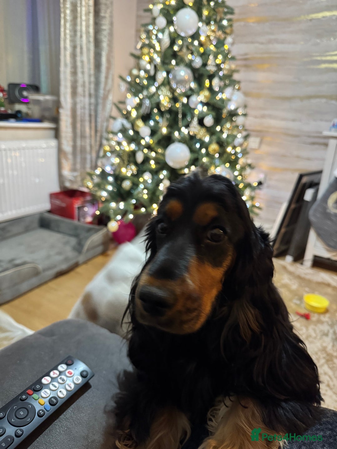 Cocker Spaniel dogs for sale: Show Cocker Spaniel  - Image 2
