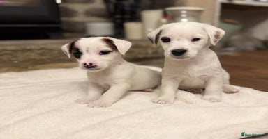 Jack Russell dogs - Advert 2