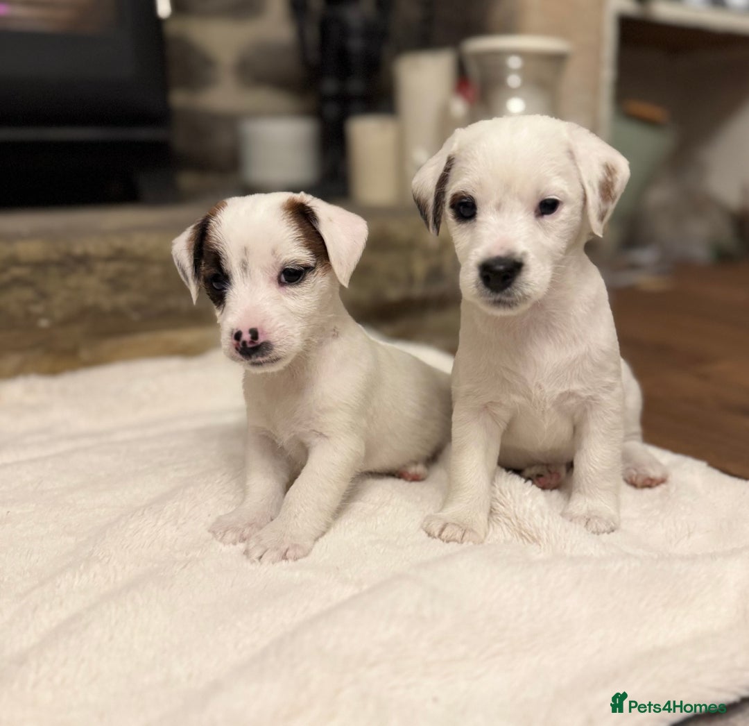 Jack Russell dogs for sale: Jack Russell Puppies *Ready Now* - Image 2