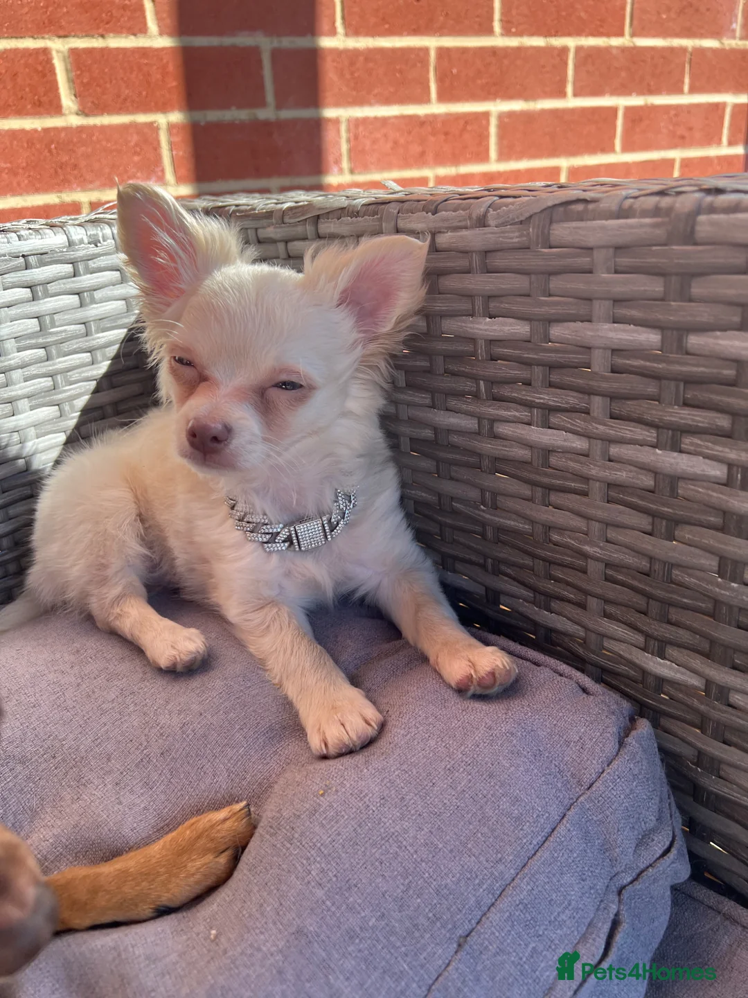 Chihuahua dogs for sale: Beautiful long hair boy  - Advert 2