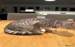 British Shorthair cats for sale:  BSH Female Grey Stripe Kitten - Image 7